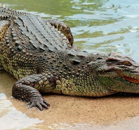 Crocodile Sunbathing At River's Edge Authentic Capture