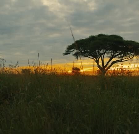 Golden Hour Light On Acacia Trees Kenyan Savannah
