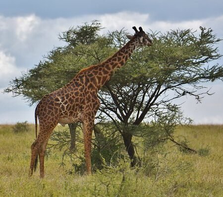 Graceful Giraffes Feeding On Acacia Trees Nairobi National Park