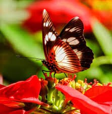 Shot of African butterfly on flower in Maasai Mara:matching caption on the niche