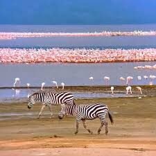 Aerial View Of Flamingos Lake Nakuru National Park: