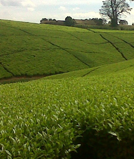 Lush Green Tea Plantations Of Kericho :