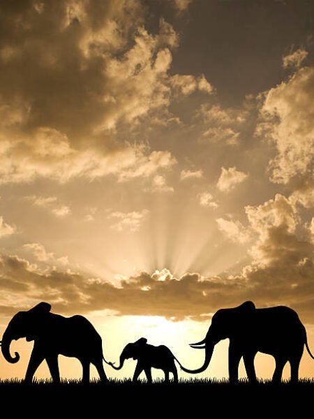 Dramatic Storm Clouds Over Amboseli Elephants silhouette: