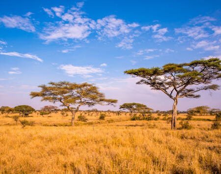Golden Hour Light On Acacia Trees Kenyan Savannah