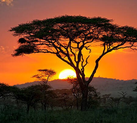 Golden Hour Light On Acacia Trees Kenyan Savannah