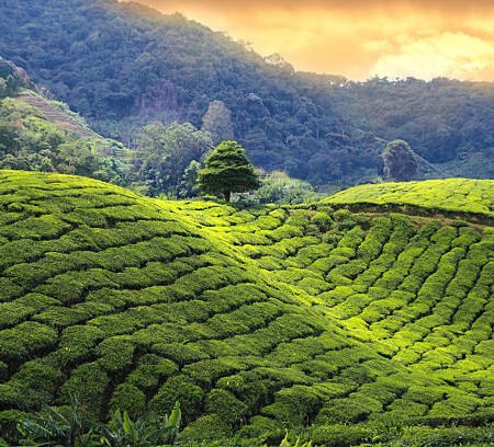 Lush Green Tea Plantations Of Kericho :