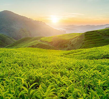 Lush Green Tea Plantations Of Kericho :