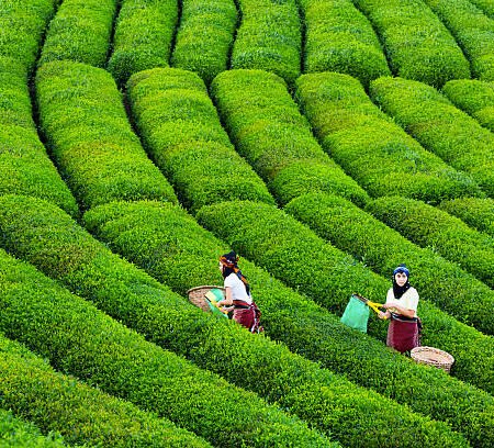 Lush Green Tea Plantations Of Kericho :