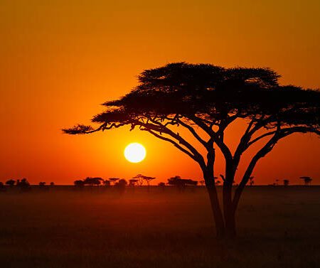 Golden Hour Light On Acacia Trees Kenyan Savannah