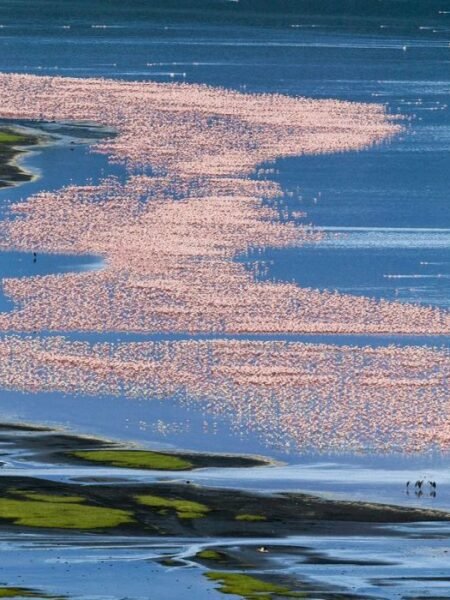 Aerial View Of Flamingos Lake Nakuru National Park: