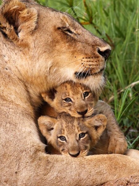 Close-up Portrait Of Lioness With Cubs Maasai Mara