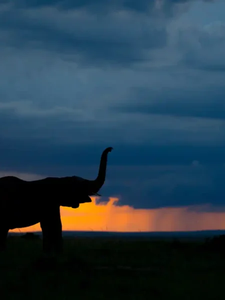 Dramatic Storm Clouds Over Amboseli Elephants silhouette: