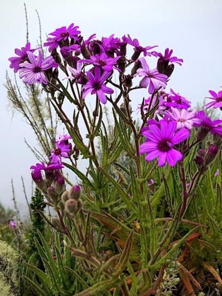 Unexpected oasis of color post-rains